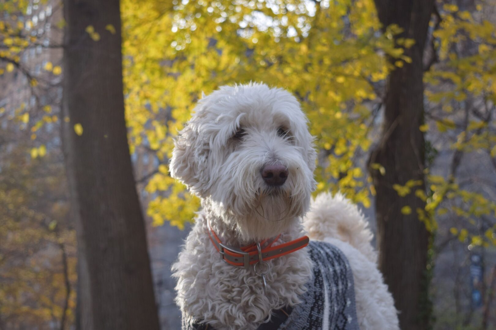 dogs-of-central-park